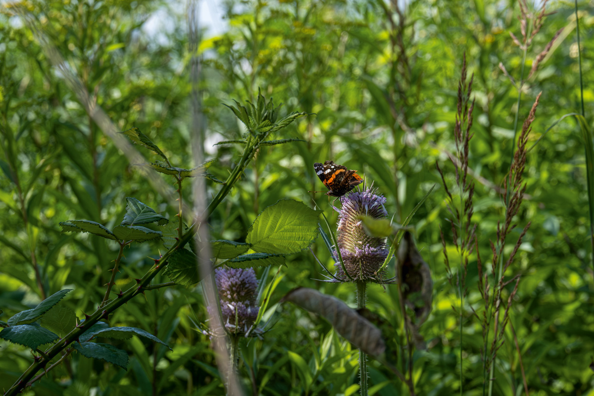 Begrünte und bewaldete Abbaufläche