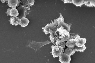 Zellanalyse mit qCell T