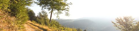 Weinberge am Westhang der Hornisgrinde