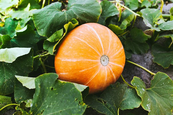 Arzneikürbis (Cucurbita pepo)