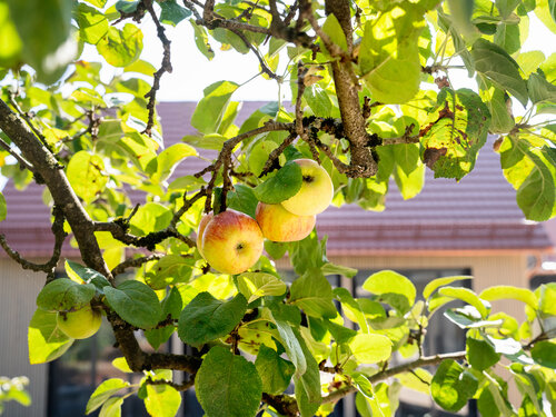 BierGartenHaus mit Apfelbäumen