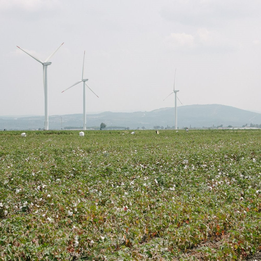 Biobaumwoll-Farming