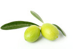 Rohstoff Olive