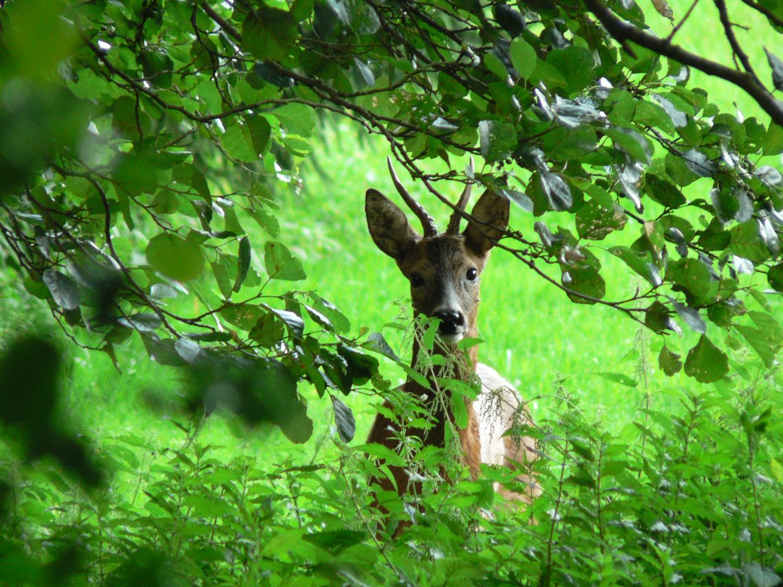 Rehbock – Wild in NRW