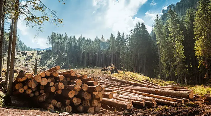 Europäische Holzhandelsverordnung (EUTR)