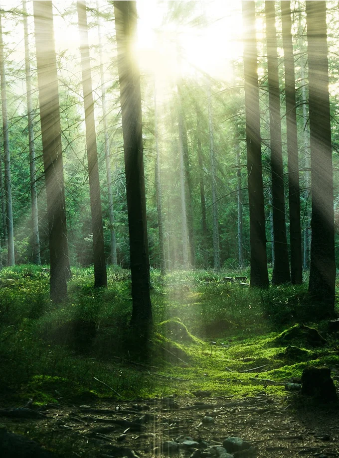 Sustainability: forest image as a symbol of resource-conserving packaging