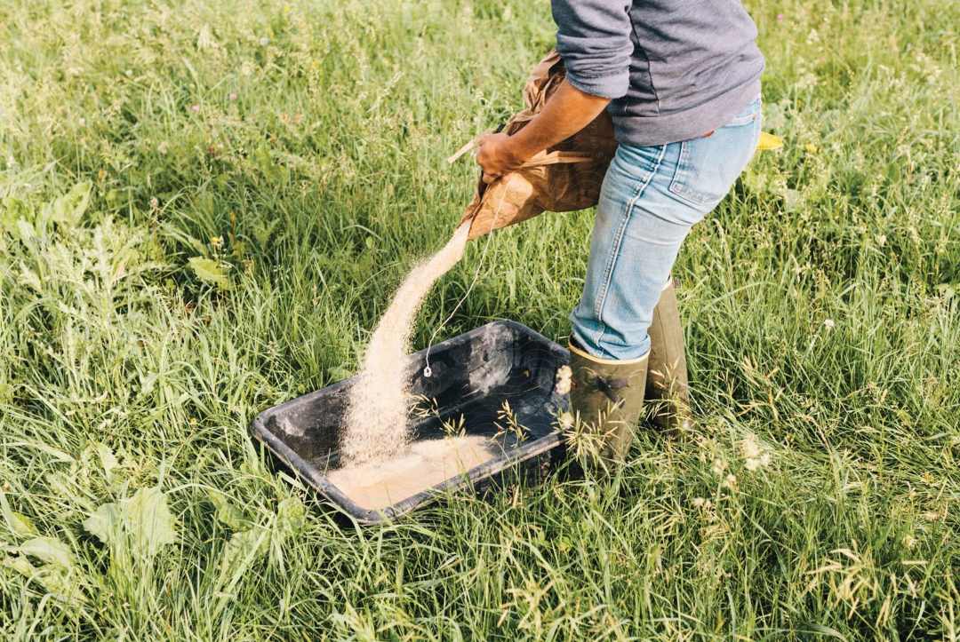 Animal feed from by-products