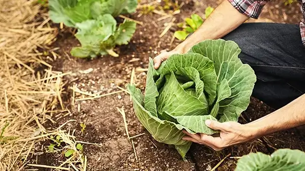 Produkte für den ökologischen Landbau