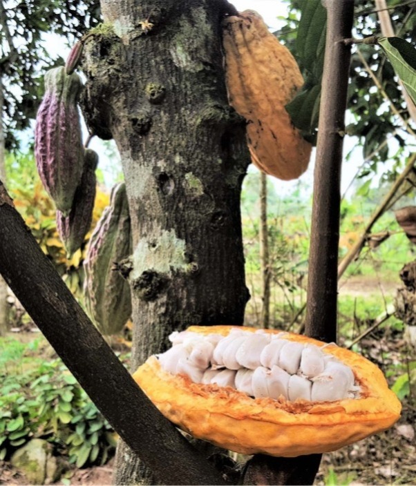 Kakaofarm in El Oro, Ecuador