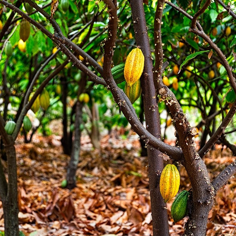 Ecuacao – Fertigung