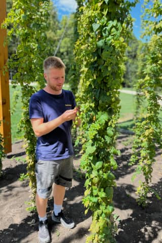 Hop garden in the Ochsengarten