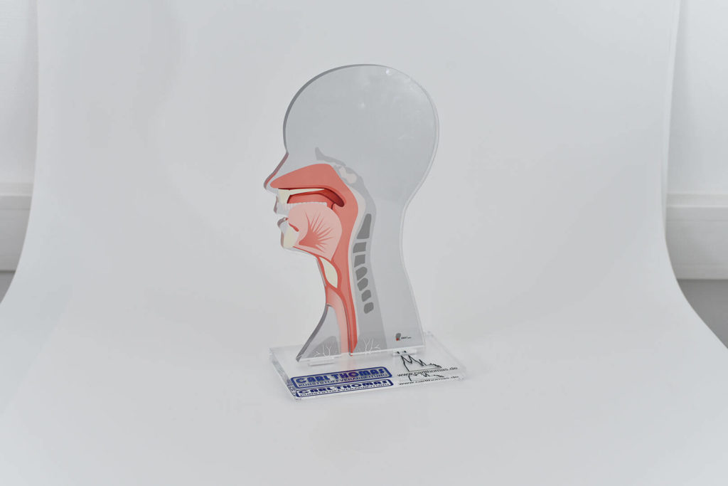 Anatomie-Modell mit Digitaldruck