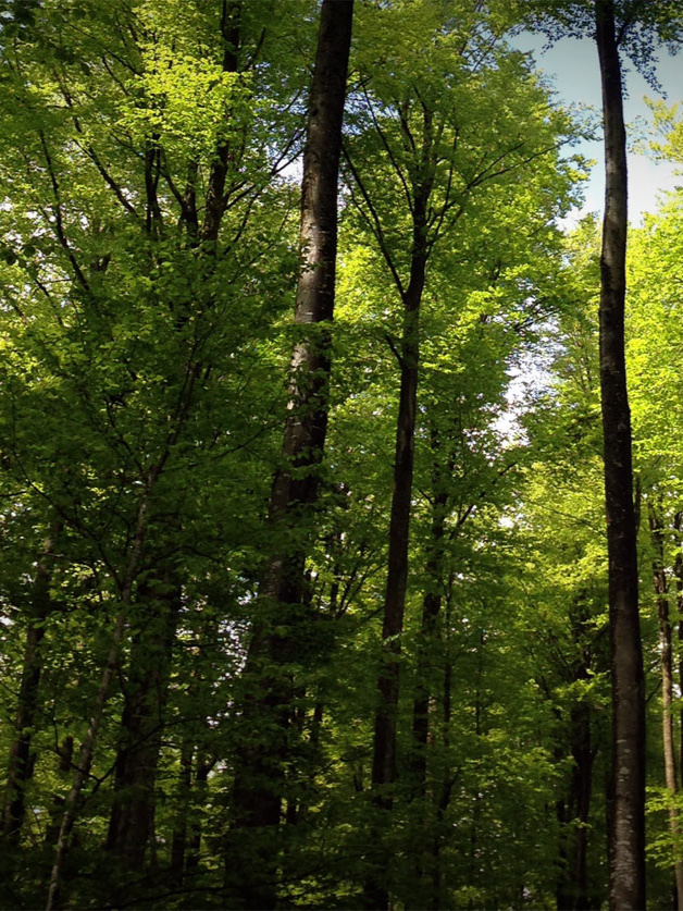 Holz aus der Ostschweiz