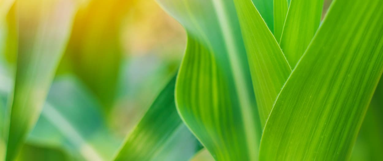 Home-compostable biofilm (PEKUGreen)