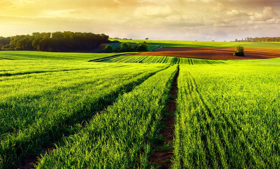 Landwirtschaft, Feld