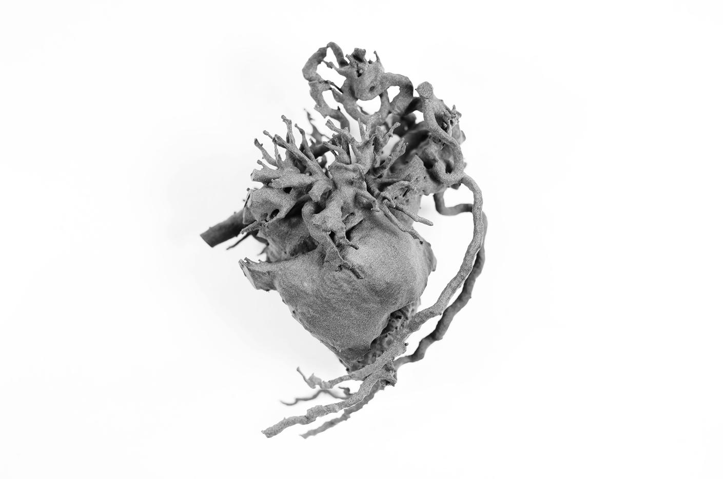Anatomical heart model
