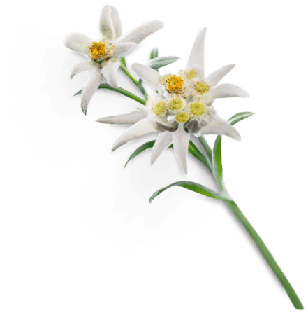 Edelweiss-Wirkstoff