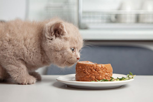 Pet Food