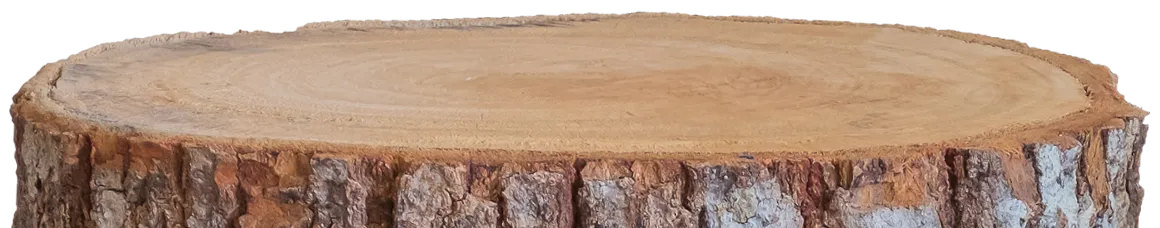 Pyraser tree trunk