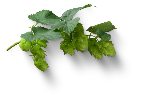 Pyraser hops