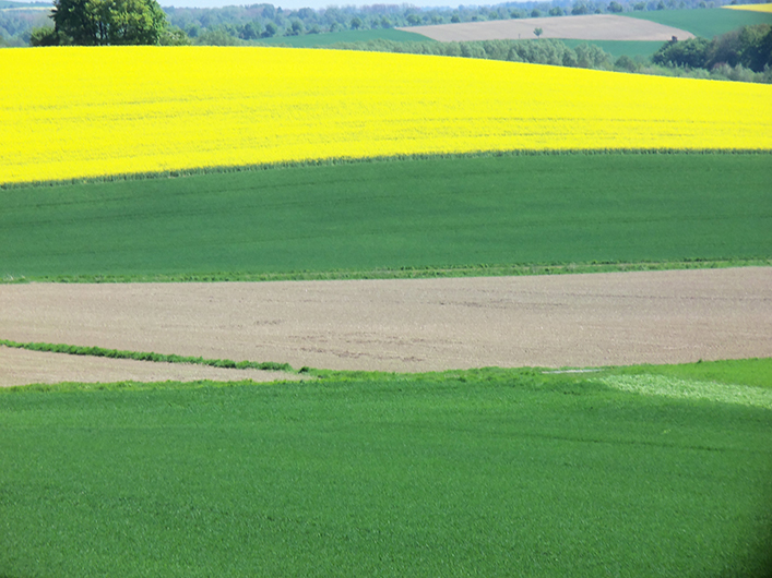 Beratung Land- und Forstwirtschaft