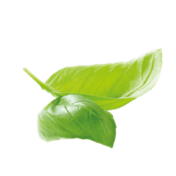 Herbs