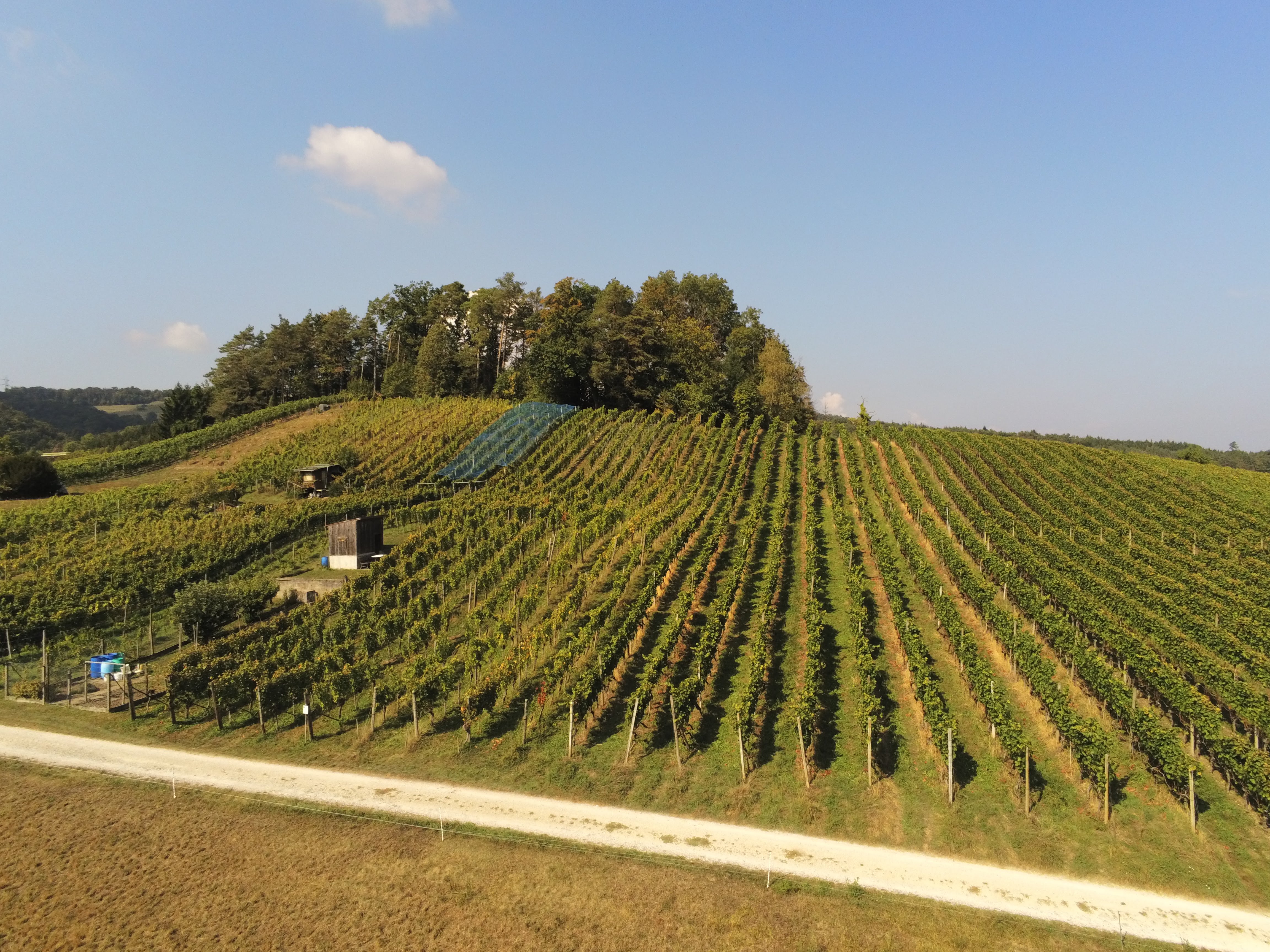 Villiger Riesling x Sylvaner