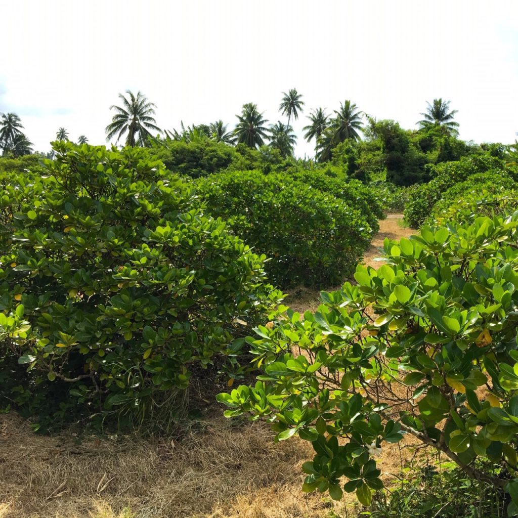 Tiaré Tahiti plantation in French Polynesia, origin of the Monoï