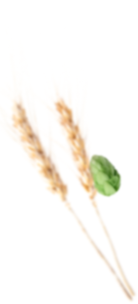 Hops and barley – raw materials