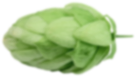 Hops – raw material
